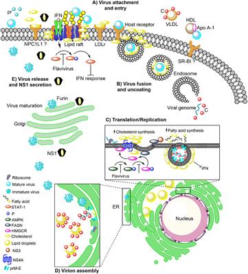 The Role of Host Cholesterol During Flavivirus Infection